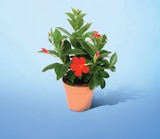 Dipladenia Pot 14 cm dans le catalogue Netto