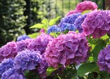 Hortensia de jardin ECLOZ - ECLOZ en promo chez Jardiland La Rochelle à 5,50 €