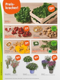 tegut Gartenpflanzen im Prospekt 
