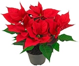 Fairtrade-Weihnachtsstern im Angebot bei REWE in Brandenburg Fairtrade-Weihnachtsstern Angebote bei REWE Brandenburg für 2,99 €