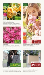 Pflanzen Kölle Blumentopf im Prospekt 