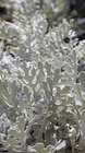 Silberblatt im Angebot bei Garten-Center Nordharz GmbH & Co. KG in Goslar Silberblatt Angebote bei Garten-Center Nordharz GmbH & Co. KG Goslar für 0,69 €