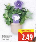 Ballonblume für 2,49 € bei E center im Angebot Ballonblume im aktuellen E center Prospekt
