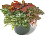 Netto mit dem Scottie Kiel - Hypoestes Punktblume Angebot im Prospekt Hypoestes Punktblume bei Netto mit dem Scottie im Kiel Prospekt für 2,99 €