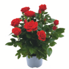 toom Baumarkt Wolfenbüttel - Topfrose Angebot im Prospekt Topfrose bei toom Baumarkt im Wolfenbüttel Prospekt für 3,99 €