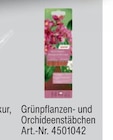 Aktuelles Grünpflanzen- und Orchideenstäbchen Angebot bei toom Baumarkt in Essen ab 1,00 €