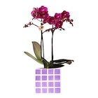 Orchidée dans le catalogue Carrefour