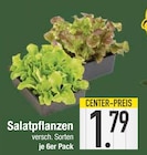 Salatpflanzen  im aktuellen EDEKA Prospekt für 1,79 €