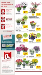 Eisenkraut Angebot & Preis im aktuellen toom Baumarkt Prospekt Eisenkraut Angebot im aktuellen toom Baumarkt Prospekt auf Seite 2