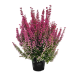 Glockenheide (Erica gracilis) bei Moubis Pflanzenhof im Dülmen Prospekt für 1,99 €