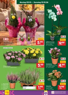 Kakteen im Netto Marken-Discount Prospekt "Aktuelle Angebote" mit 68 Seiten (Hamburg)