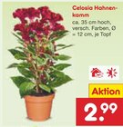 Aktuelle Zimmerpflanzen Angebote bei Netto Marken-Discount in Essen Aktuelles Celosia Hahnenkamm Angebot bei Netto Marken-Discount in Essen ab 2,99 €