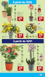 Offre Bouquet De Fleurs dans le catalogue Aldi du moment à la page 34