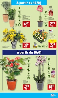 Promo Plante D'intérieur dans le catalogue Aldi du moment à la page 34