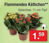 Flammendes Käthchen im Angebot bei Zimmermann in Delmenhorst Flammendes Käthchen Angebote bei Zimmermann Delmenhorst für 1,59 €