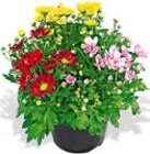 Bunte Chrysantheme Angebot in Oyten Bunte Chrysantheme im aktuellen Prospekt bei Penny-Markt in Oyten