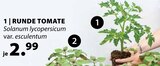 Runde Tomate Angebote bei Dehner Garten-Center Leverkusen für 2,99 €