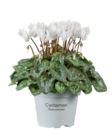 Cyclamen en promo chez Lidl Villefranche-sur-Saône à 1,39 €