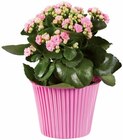 Kalanchoé en pot couleur en promo chez Lidl Rennes à 2,29 €