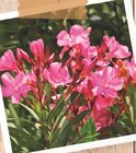 Laurier rose Nerium unicolore en promo chez Cora Sarcelles à 19,99 €