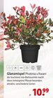 Glanzmispel Photinia x fraseri Angebote bei bauSpezi Schwabach für 10,99 €