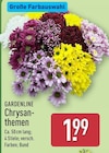 Aktuelle Chrysantheme Angebote bei ALDI Nord in Dortmund Aktuelles Chrysanthemen Angebot bei ALDI Nord in Dortmund ab 1,99 €