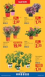 Laurier Angebote im Prospekt "XXL QUANTITÉ MAXI À PRIX MINI" von Lidl Laurier Angebote im Prospekt "XXL QUANTITÉ MAXI À PRIX MINI" von Lidl auf Seite 29