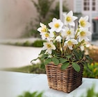 Christrose „Helleborus niger“ im Hagebaumarkt Prospekt Christrose „Helleborus niger“ von im aktuellen Hagebaumarkt Prospekt für 4,99 €