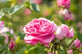 BBM Baumarkt Achim - Duftrose Angebot im Prospekt Duftrose bei BBM Baumarkt im Achim Prospekt für 19,99 €