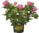 Globus-Baumarkt Magdeburg Prospekt mit  im Angebot für 14,99 €