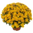 Chrysanthème en promo chez Carrefour Maisons-Alfort à 2,89 €