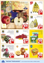 Gartenpflanzen Angebot & Preis im aktuellen Marktkauf Prospekt Gartenpflanzen Angebot im aktuellen Marktkauf Prospekt auf Seite 6