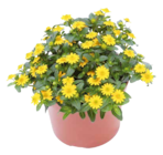 ZG Raiffeisen - Husarenknopf Angebot im Prospekt Husarenknopf bei ZG Raiffeisen im Prospekt "" für 2,49 €