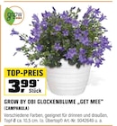 Glockenblume "Get Mee" (Campanula) von grow by OBI im aktuellen OBI Prospekt