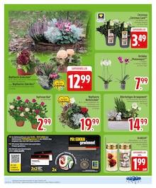 Blumen im EDEKA Prospekt "Wir lieben Lebensmittel." mit 32 Seiten (Augsburg)