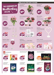 Gartenpflanzen im V-Markt Prospekt "V-Markt einfach besser einkaufen" auf Seite 14