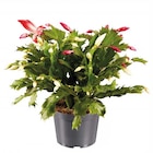 Schlumbergera Duo bei Lidl im Reichertshofen Prospekt für 3,99 €