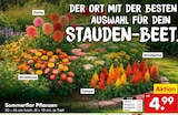 Aktuelle Zimmerpflanzen Angebote bei Netto Marken-Discount in Essen Aktuelles Sommerflor Pflanzen Angebot bei Netto Marken-Discount in Essen ab 4,99 €