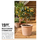 Mediterrane Stämmchen im aktuellen OBI Prospekt für 19,99 €