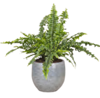 Schwertfarn Angebote von Grow by OBI bei OBI Wolfsburg für 7,99 €