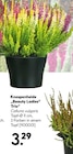 Knospenheide „Beauty Ladies Trio“ bei BayWa Bau- und Gartenmärkte im Prospekt "" für 3,29 €