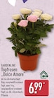 Topfrosen „Dolce Amore“ von GARDENLINE für 6,99 € bei ALDI Nord im Angebot Topfrosen „Dolce Amore“ von GARDENLINE im aktuellen ALDI Nord Prospekt
