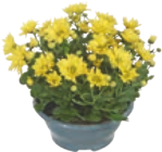 Chrysanthemen von  im aktuellen tegut Prospekt für 6,99 €