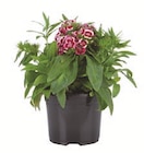 Sommerblüher & Stauden im Angebot bei Lidl in Kaiserslautern Sommerblüher & Stauden Angebote bei Lidl Kaiserslautern für 1,99 €