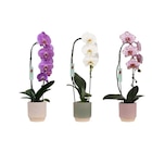 Orchidées grandes fleurs - Carrefour à Metz Orchidées grandes fleurs en promo chez Carrefour Metz à 15,99 €