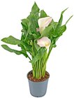 Calla Angebote von REWE Beste Wahl bei REWE Potsdam für 4,79 €