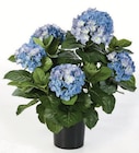 Aktuelles XXL-HORTENSIE Angebot bei Wreesmann in Dresden ab 9,99 €