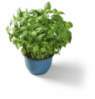 XXL-Basilikum im Topf von  im aktuellen Lidl Prospekt für 1,69 €