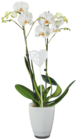 Orchidée pot en verre couleur en promo chez Lidl Aix-en-Provence à 14,99 €