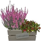 Herbstkasten Lieblingsplatz im REWE Prospekt Herbstkasten Lieblingsplatz von im aktuellen REWE Prospekt für 9,99 €